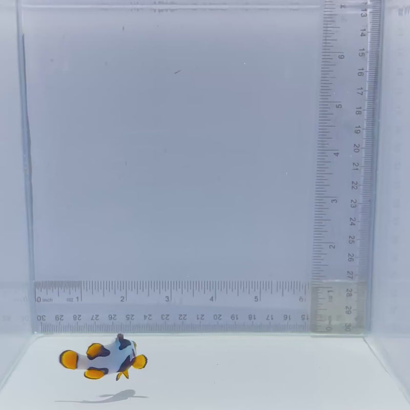Onyx Picasso Clownfish