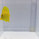 True Hawaiian Yellow Tang — Zebrasoma flavescens