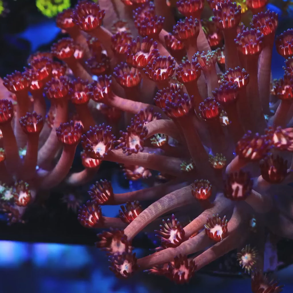 TSA Afterburn Goniopora Coral