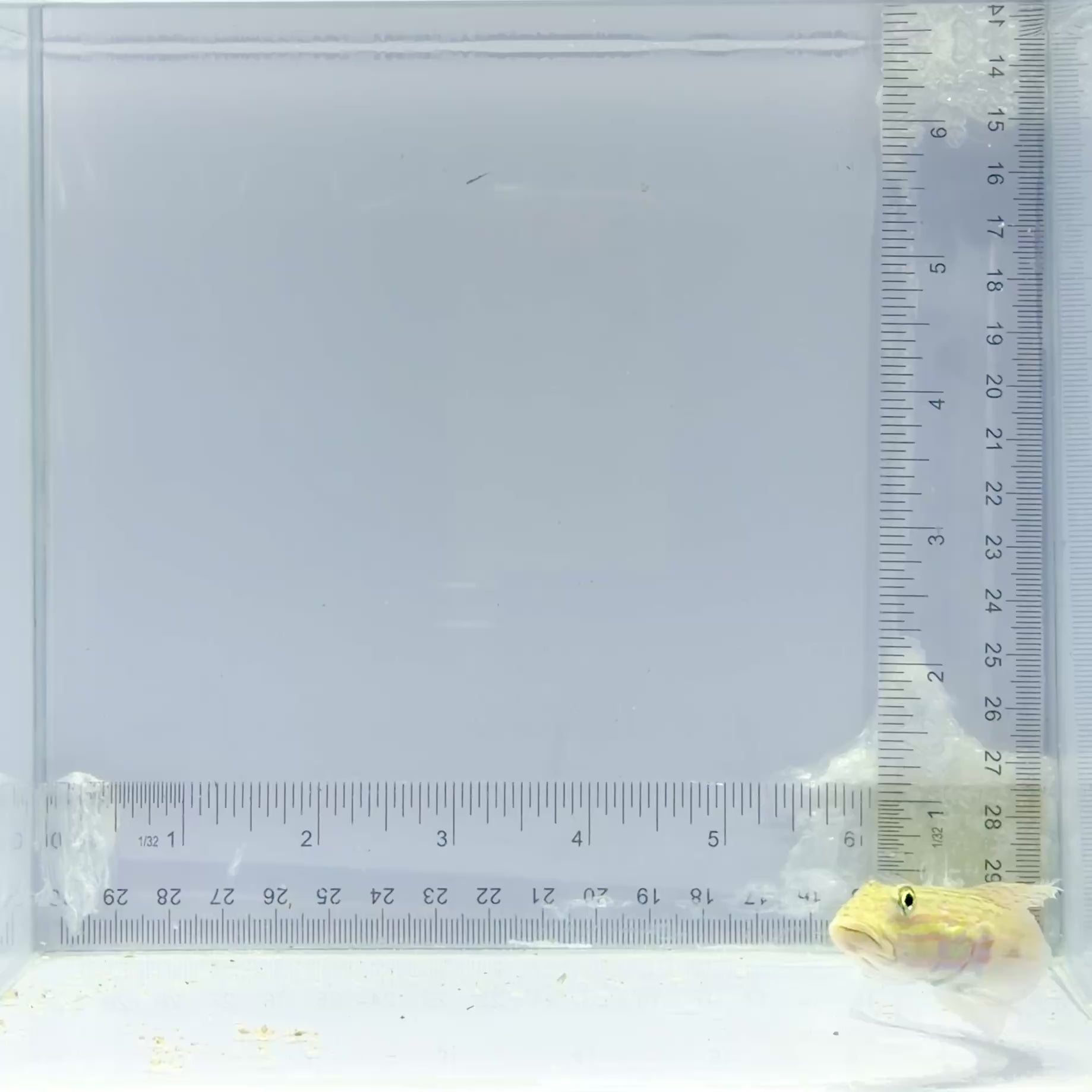 Striped Sleeper Goby