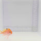 Female Cherry (Sakura) Anthias Fish