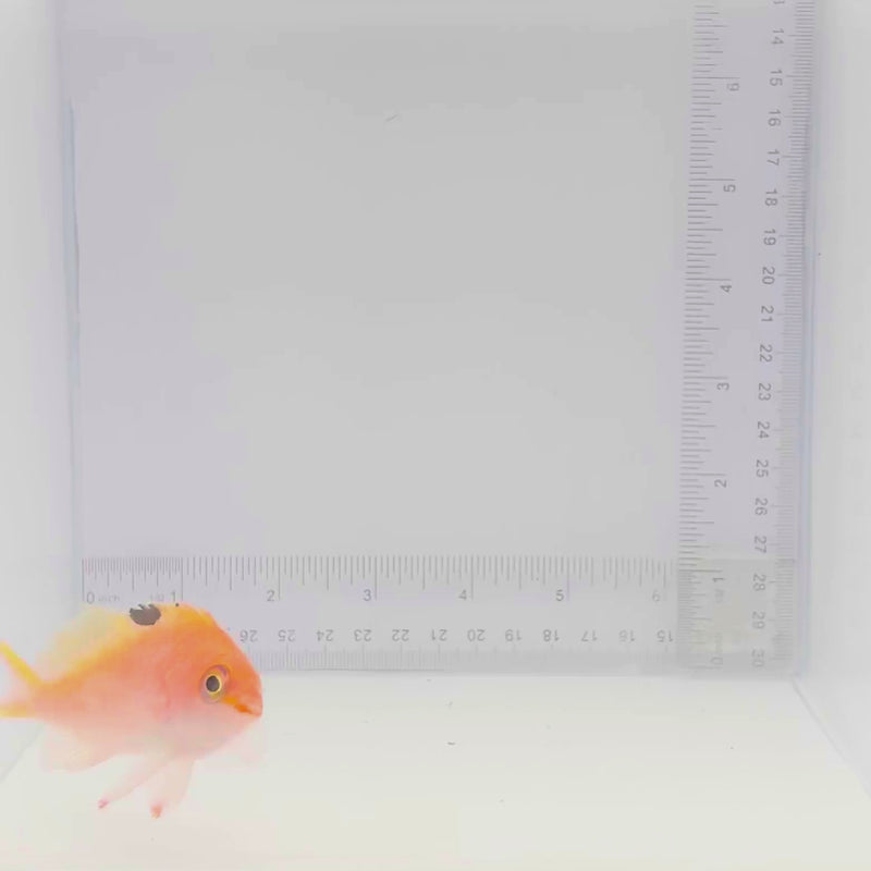 Female Cherry (Sakura) Anthias Fish