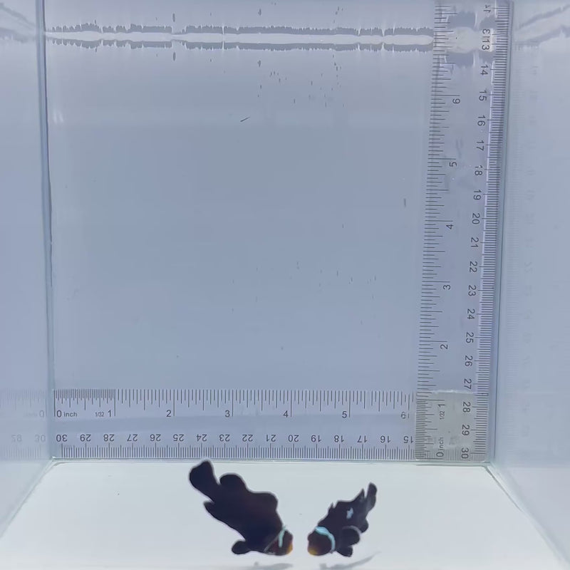 Lightning Midnight Clown Fish Pair