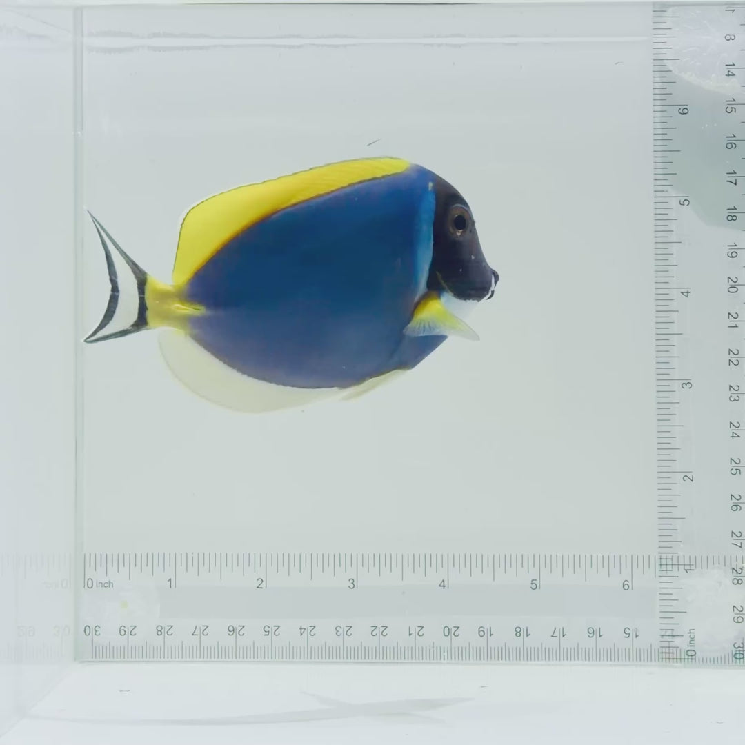 Powder Blue Tang
