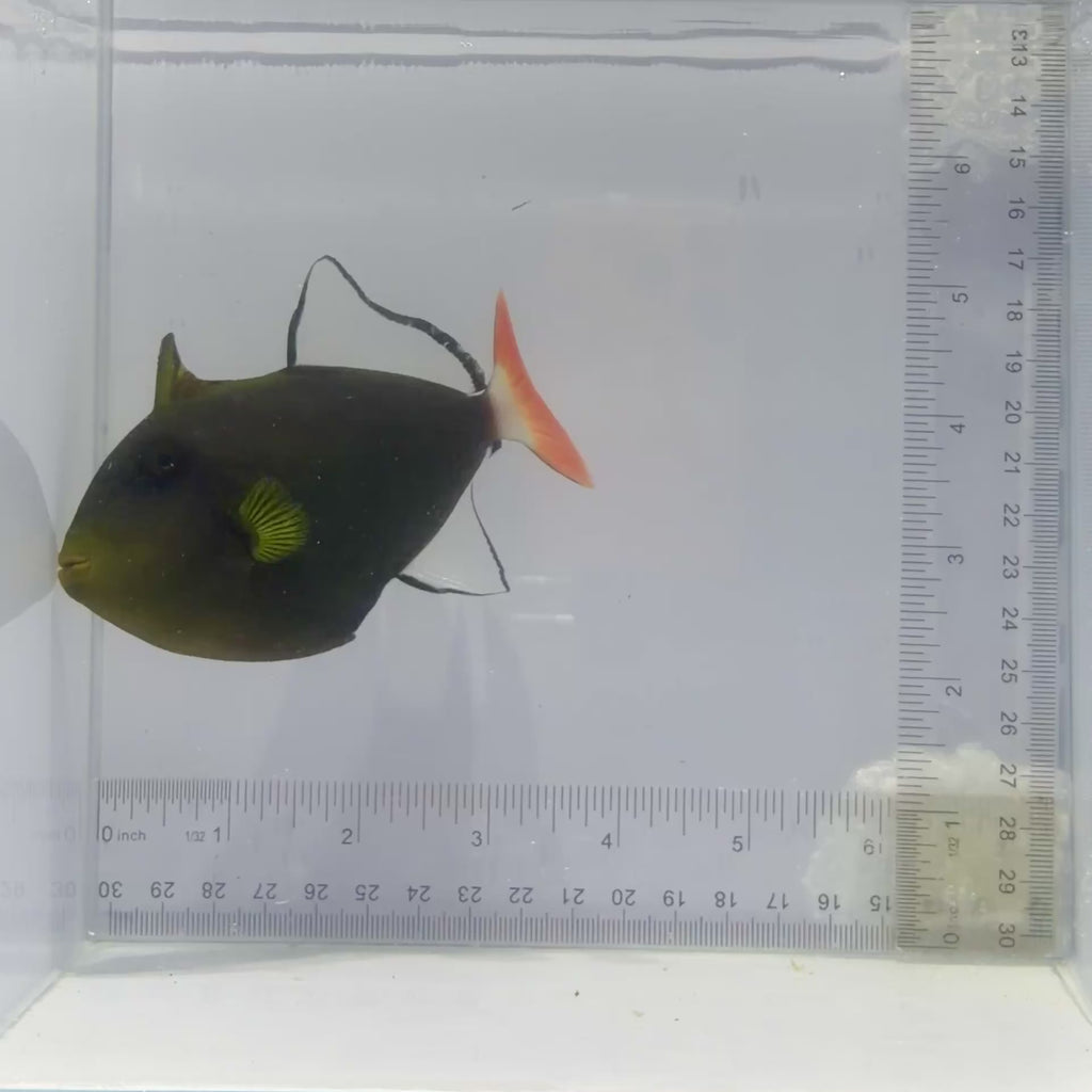 Pinktail Triggerfish