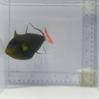 Pinktail Triggerfish