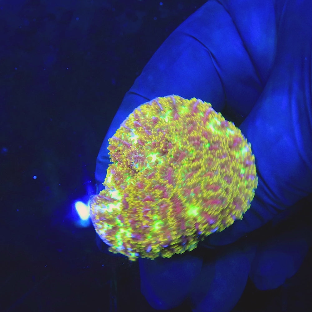 TSA Gamma Knife Hydnophora Coral