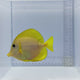 Yurple Tang Fish