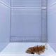 Dragon Wrasse Fish