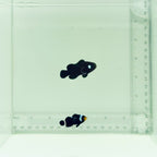 Black Extreme Misbar Clownfish Pair