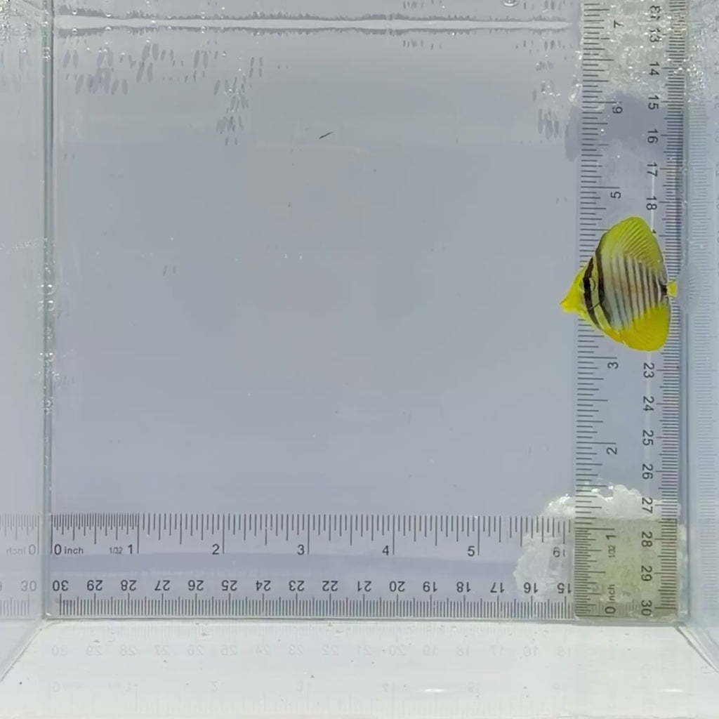 Desjardini Sailfin Tang Fish