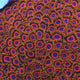 Jungle Juice Zoanthids Coral