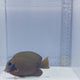 Mimic Eibli Tang Fish