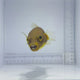 Yellow Phase Dog Face Puffer Fish
