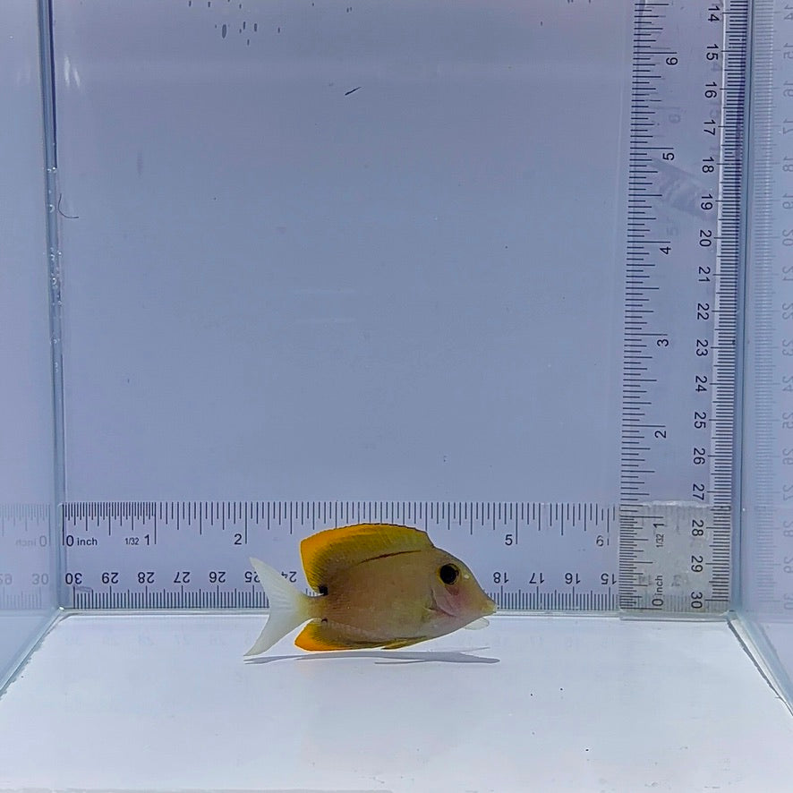 Flame Fin Tomini Bristletooth Tang - Ctenochaetus tominiensis