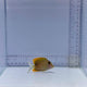 Flame Fin Tomini Tang Fish