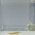 Filamented Sand Eel Diver Blenny