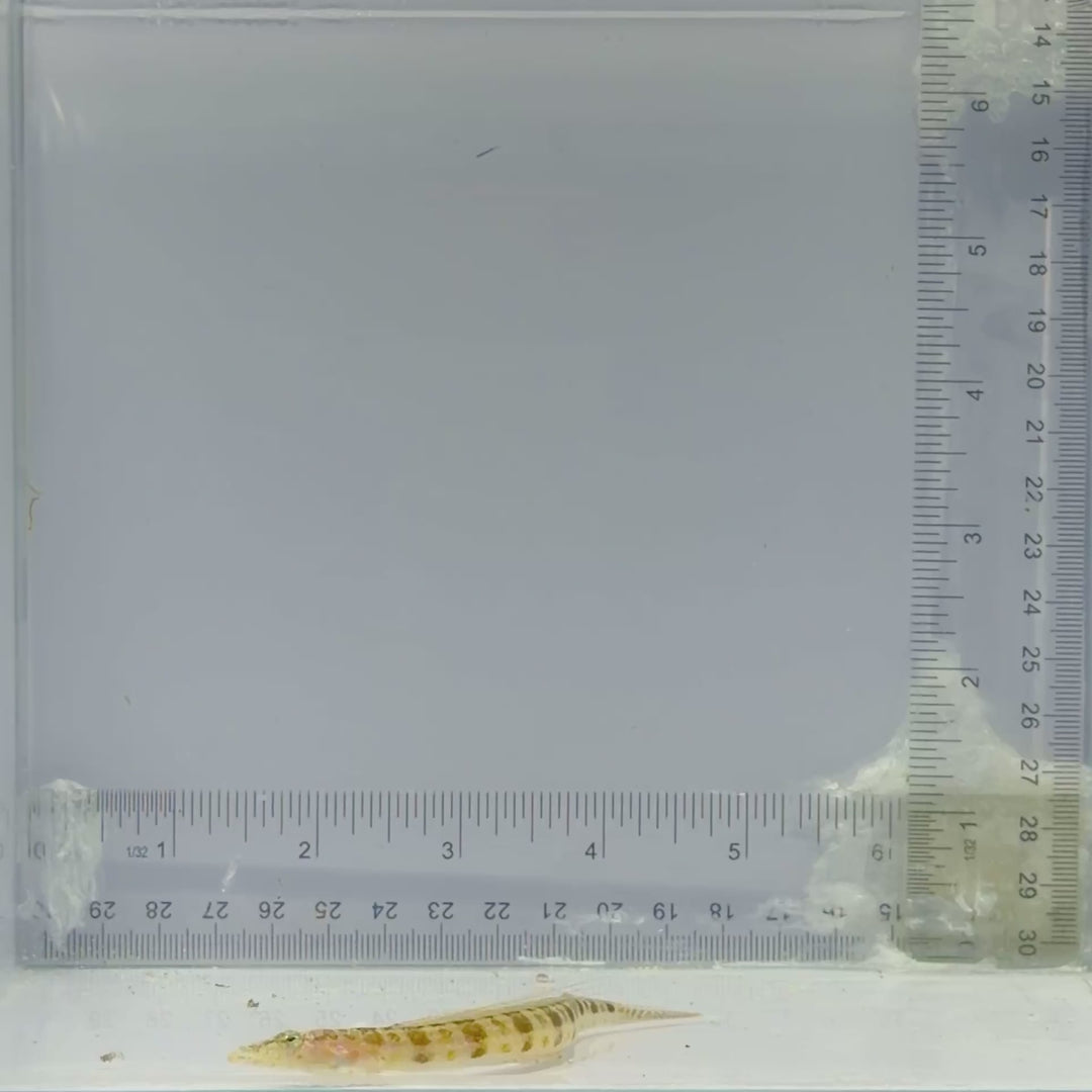 Filamented Sand Eel Diver Blenny