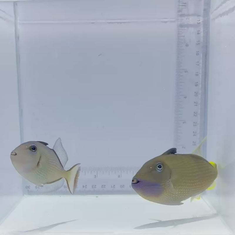 Blue Jaw(Throat) Trigger Fish Pair (Medium)