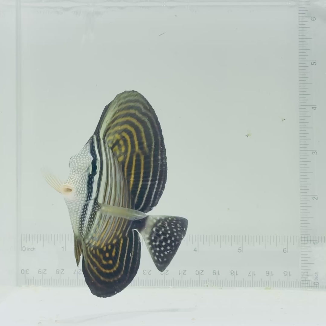 Desjardini Sailfin Tang