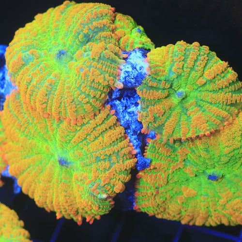 Tequila Sunrise Mushroom Coral video
