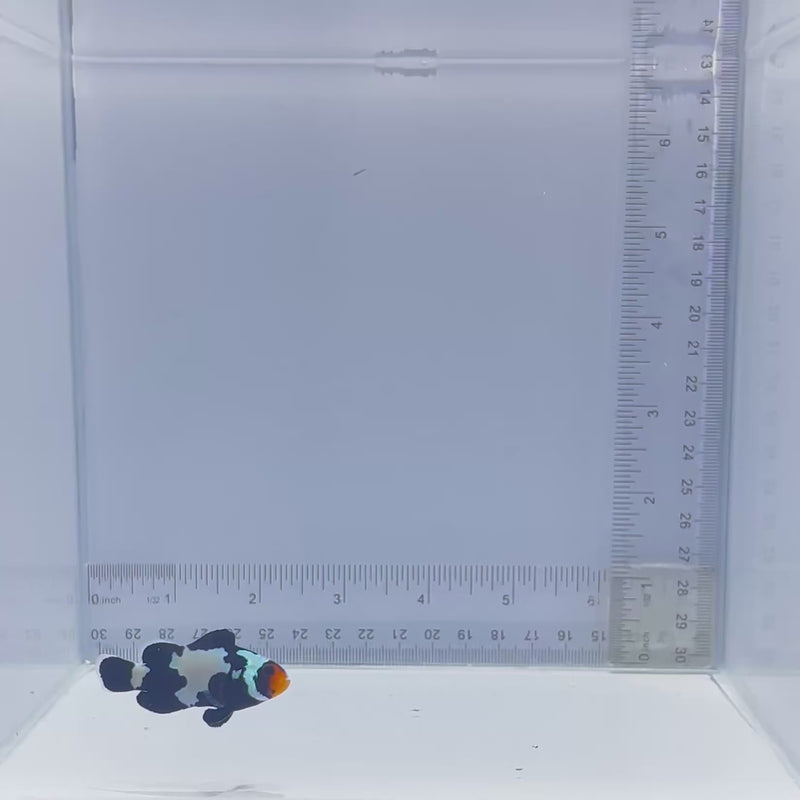 Black Snowflake Clownfish