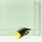 Bicolor Fiji Foxface