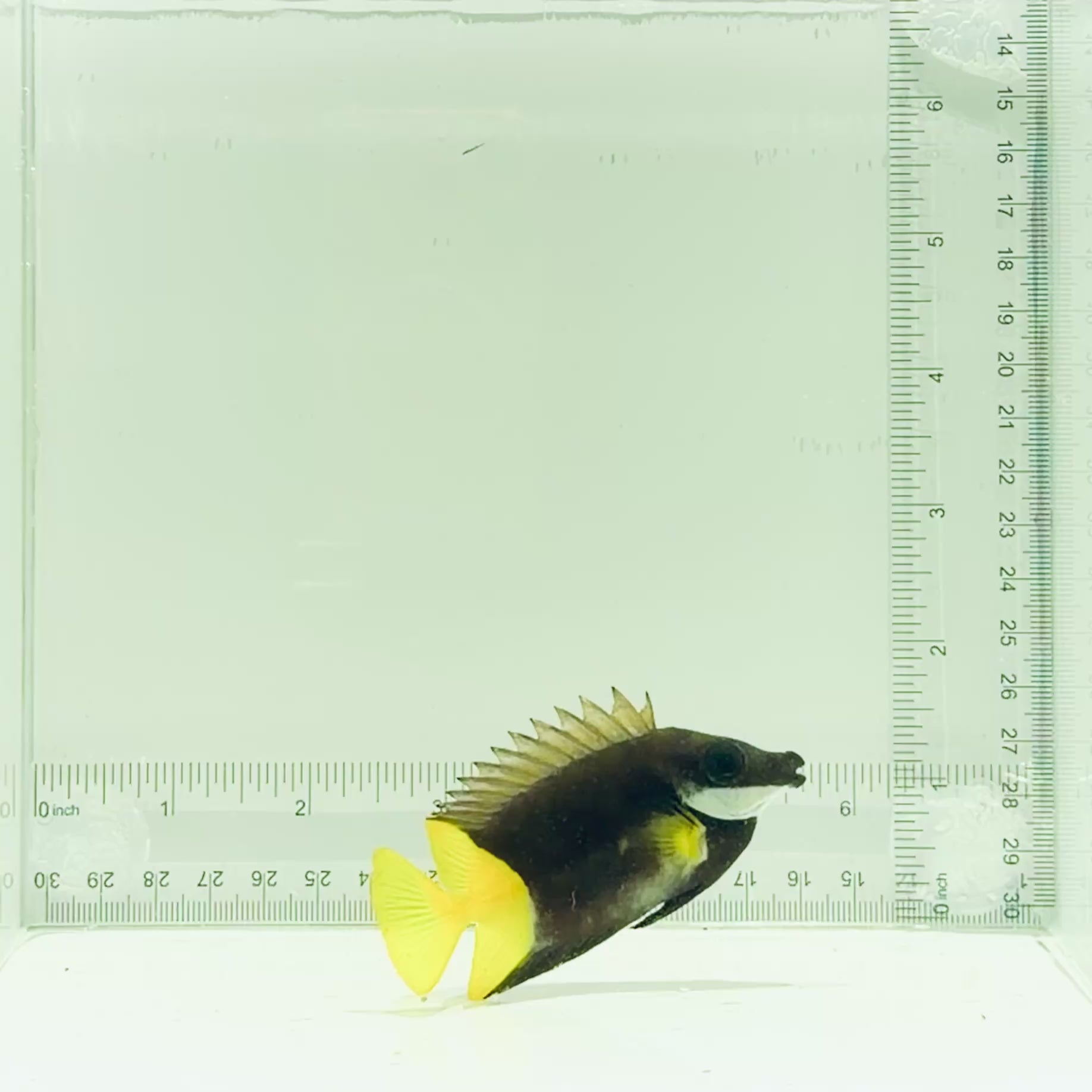Bicolor Fiji Foxface
