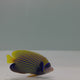 Emperor Angelfish