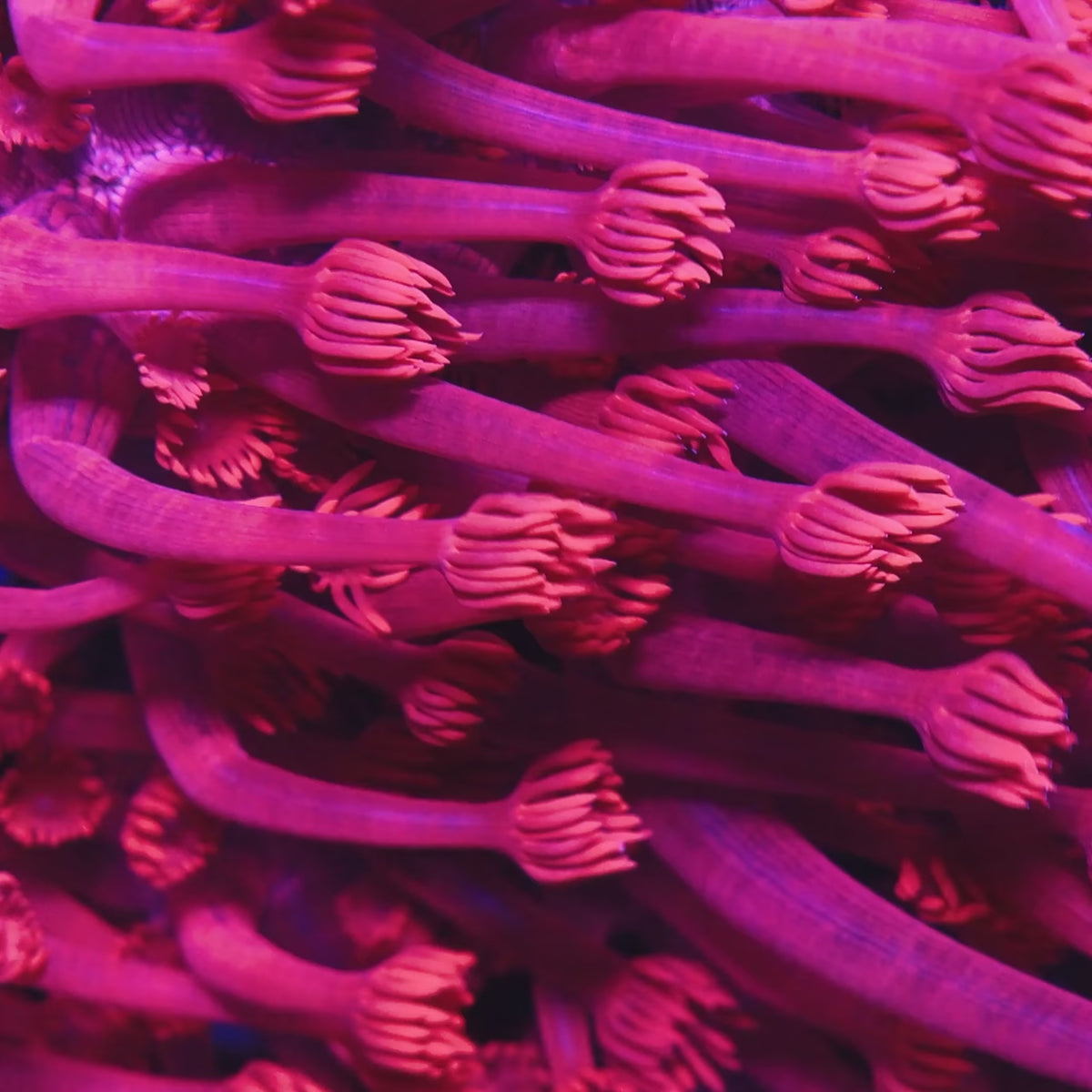TSA Red on Red Goniopora Coral video