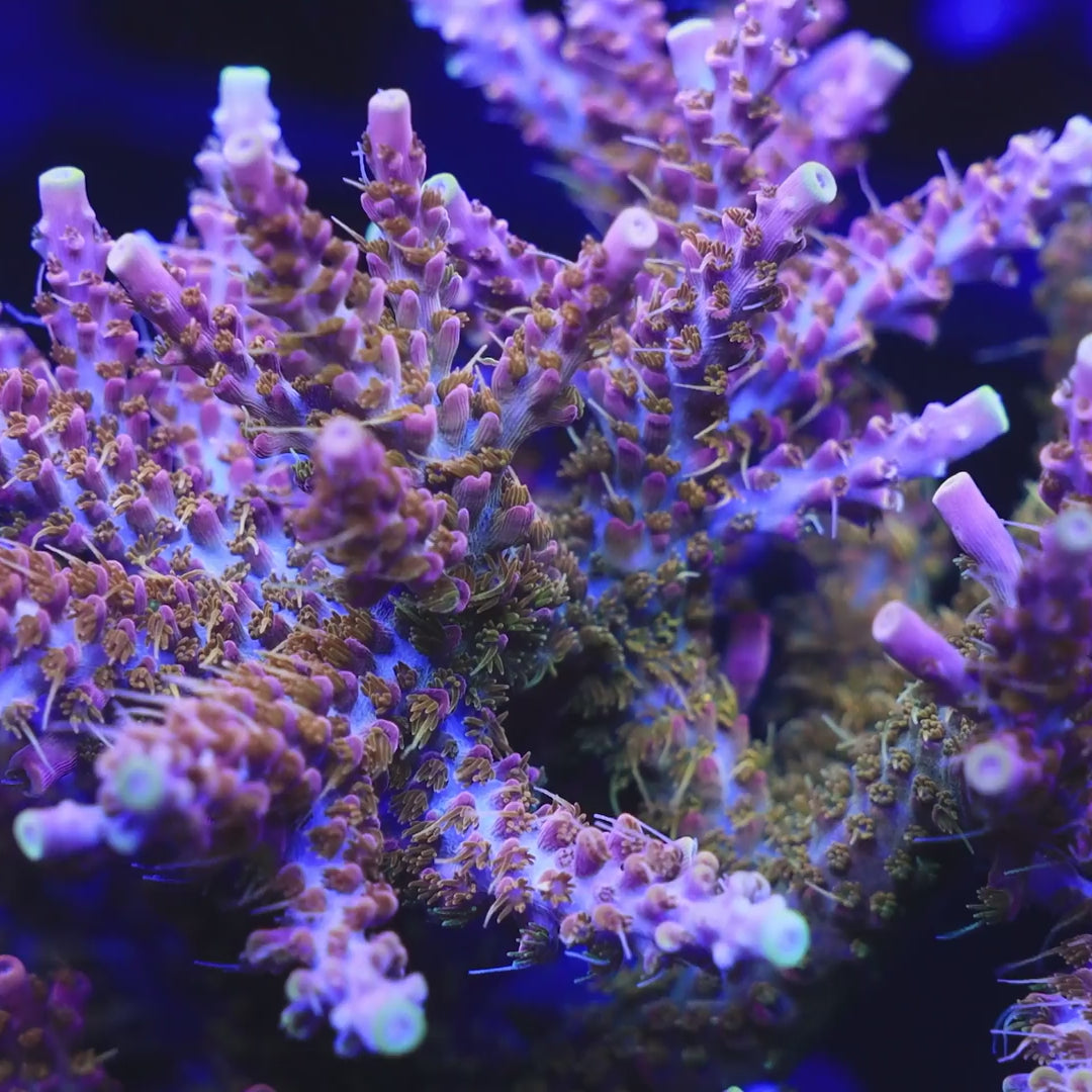 CC Voodoo Majick Acropora Coral – Top Shelf Aquatics