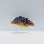 Fiji Blue Spot Puffer — Canthigaster solandri