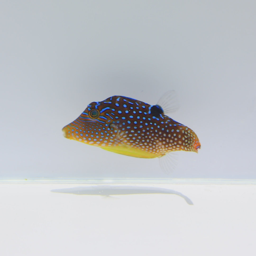 Fiji Blue Spot Puffer — Canthigaster solandri