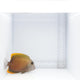 Tomini Tang Fish