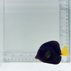 Purple Tang