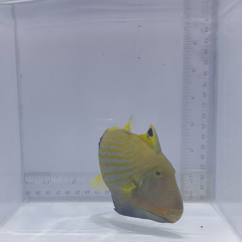 Undulated Triggerfish (Balistapus undulatus)