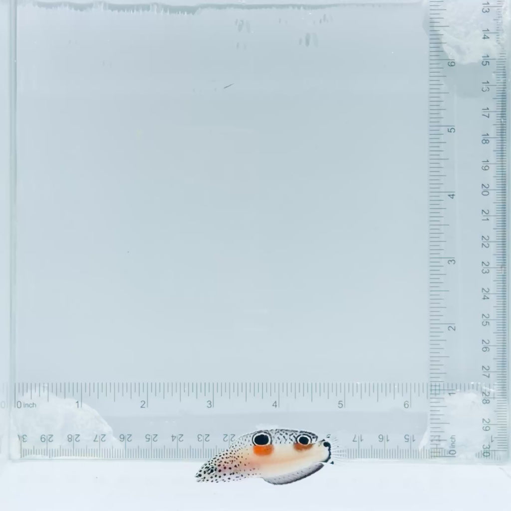 Juv. Twin Spot Wrasse