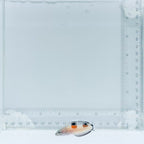 Juv. Twin Spot Wrasse