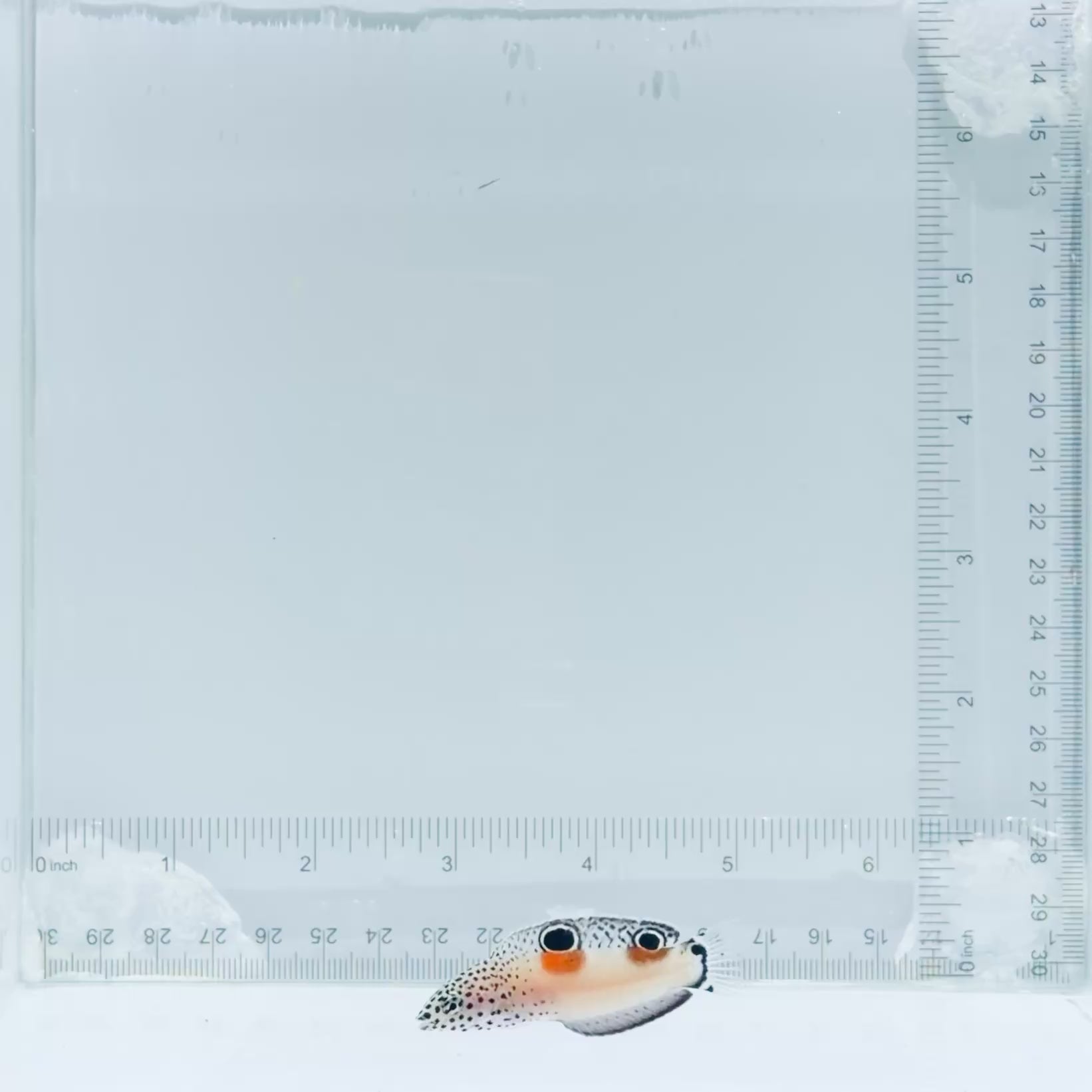 Juv. Twin Spot Wrasse