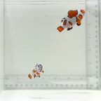 Jumbo Orange Storm Clownfish Pair