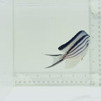 Lamarck Angelfish