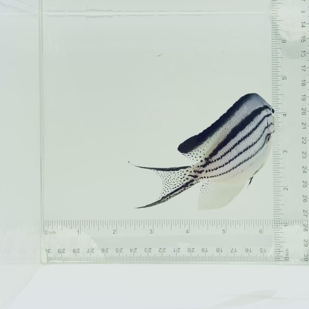 Lamarck Angelfish