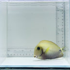 Freckle Face Tang
