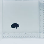Black Nox Dwarf Angelfish