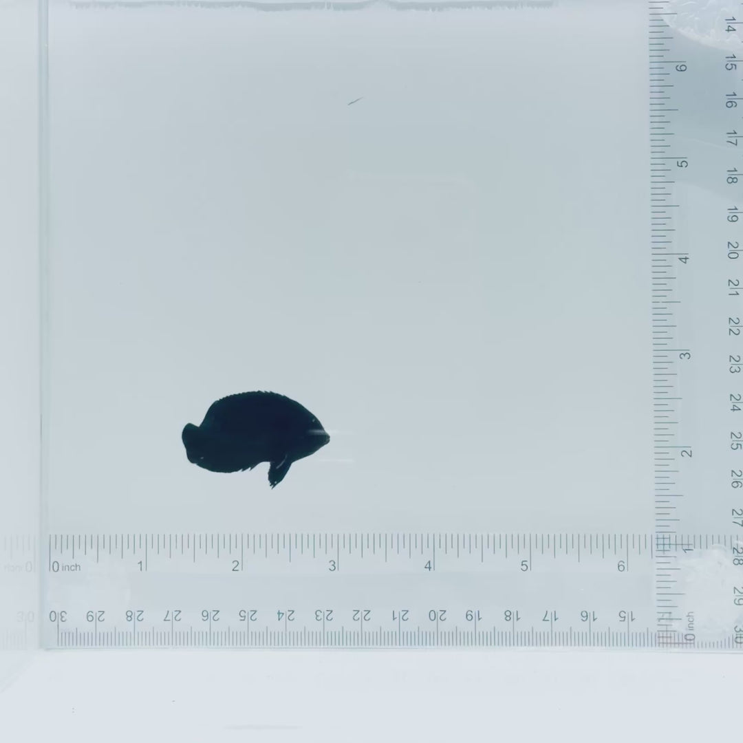 Black Nox Dwarf Angelfish
