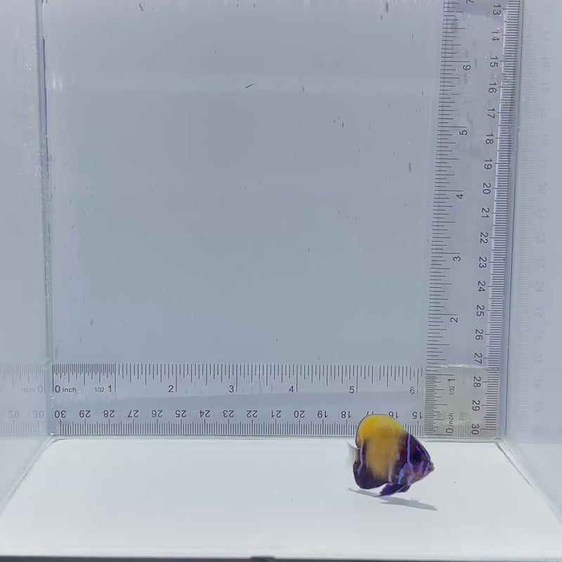 Captive-Bred Majestic Angel Fish