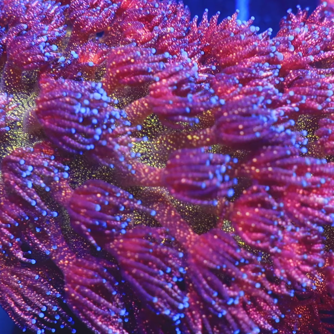TSA Overdraft Glitter Goniopora Coral video