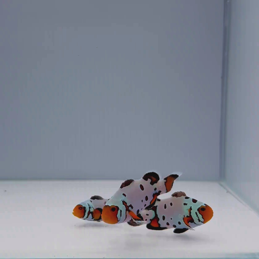 Premium Frostbite Clownfish - Amphiprion ocellaris