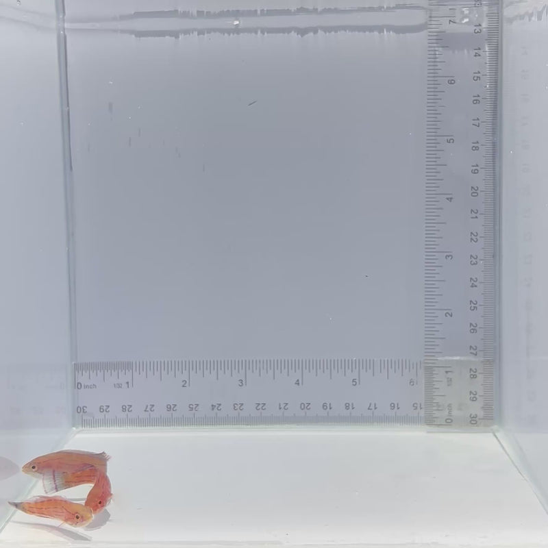 Carpenter Flasher Wrasse Fish