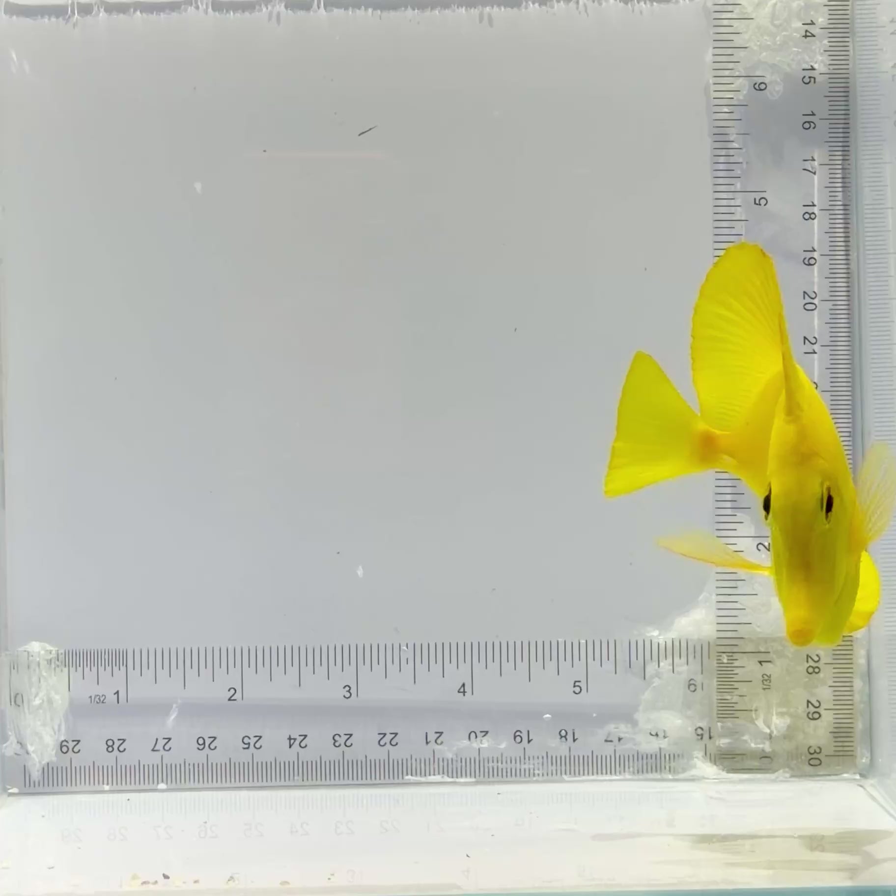 Hawaiian Yellow Tang